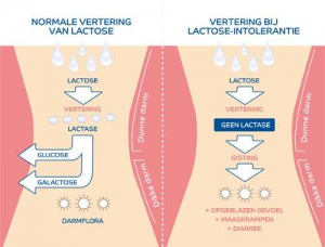 Lactose-intollerantie 2